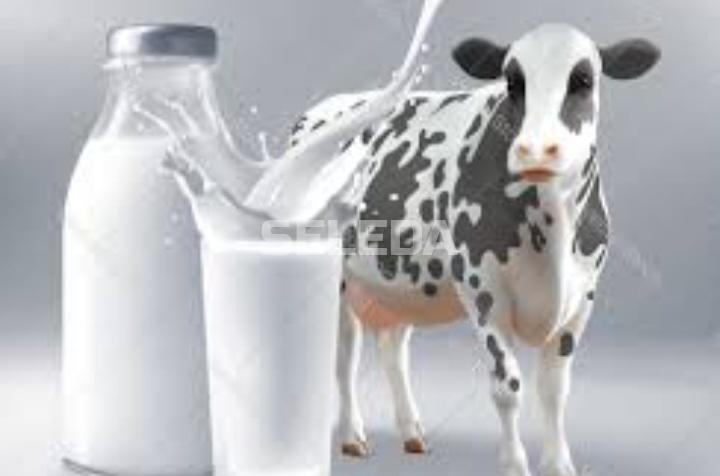 Cow milk per litre around Gelan condominium